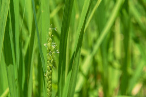 旬米コシヒカリの稲が開花しました!